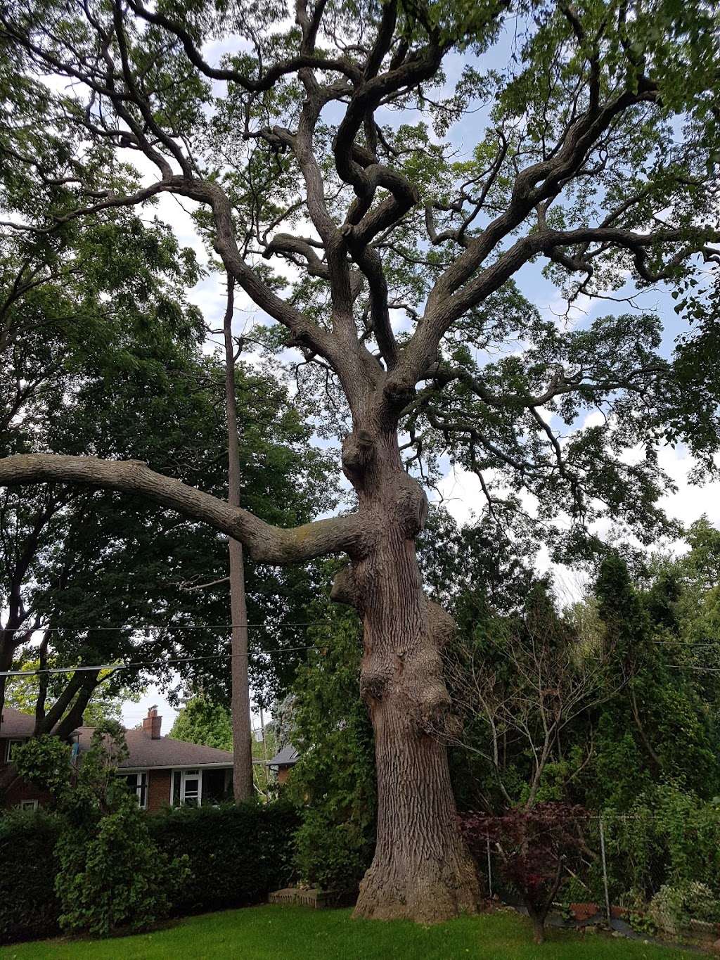 Branchbusters Expert Tree Care | 19625 Main St, Alton, ON L7K 0E1, Canada | Phone: (905) 859-4004