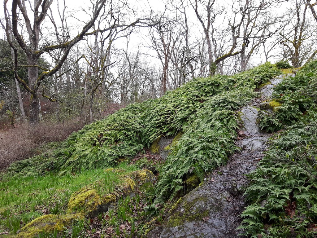 Brodick Park | Brodick Crescent, Victoria, BC V8N 5Z9, Canada