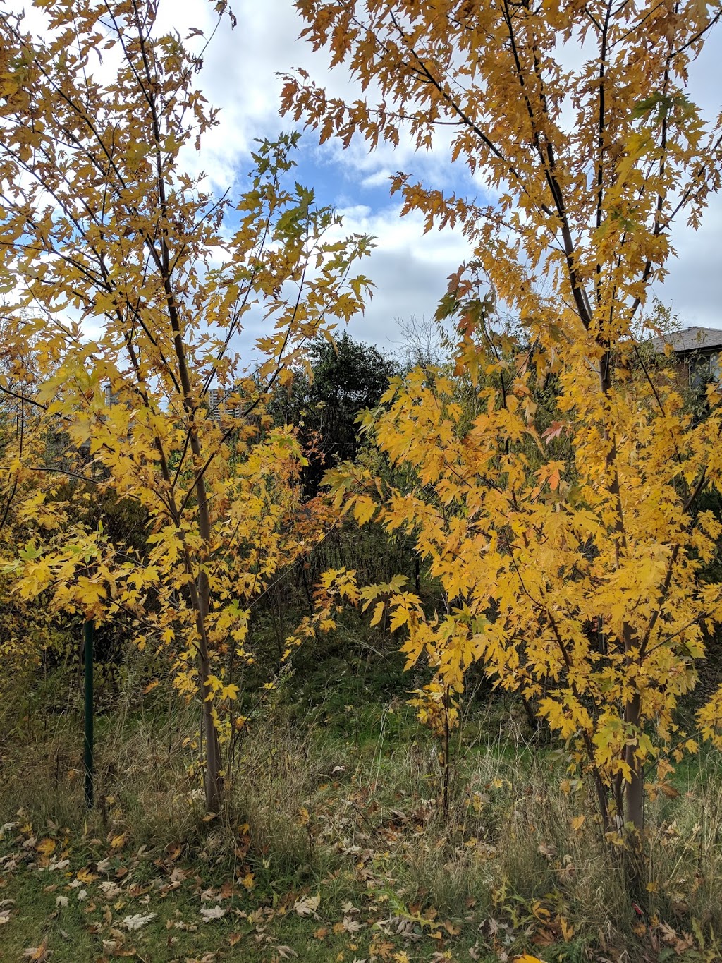 Driftwood Park | 44 Tobermory Dr, North York, ON M3N 2R7, Canada