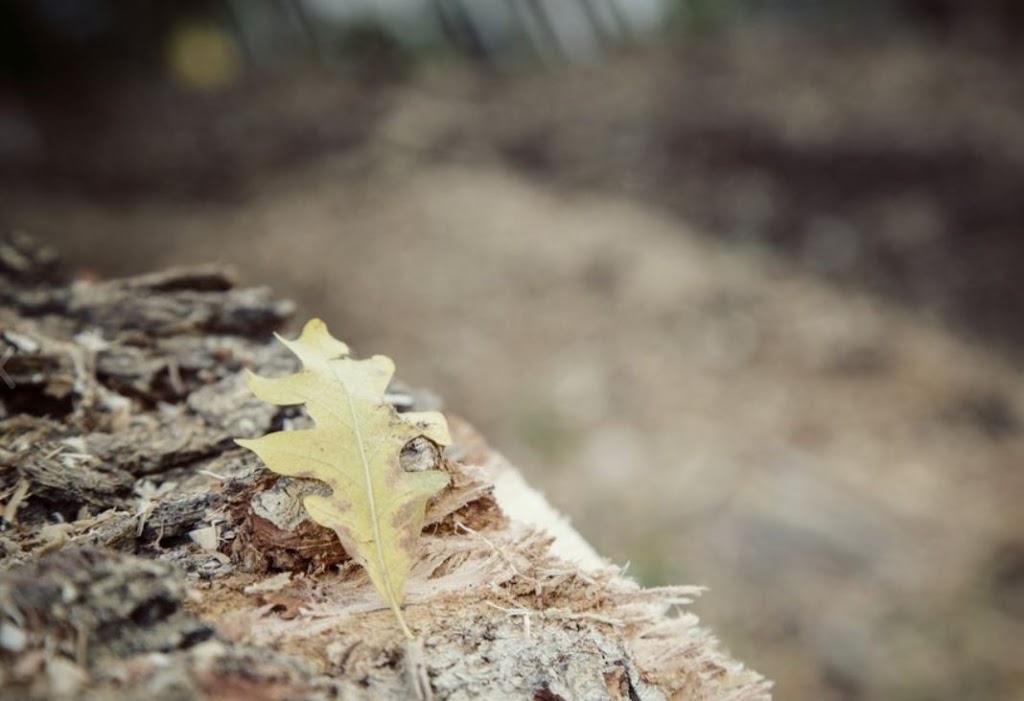 Tree Removal Barrie | 226 Bayview Dr, Barrie, ON L4N 4Y8, Canada | Phone: (705) 243-4540