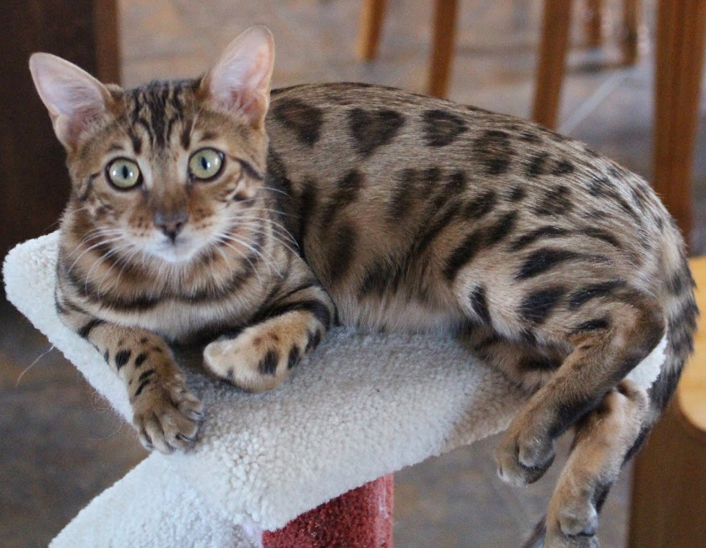 Chatterie Royal Bengal | 1245 Avenue de Dieppe, Saint-Hyacinthe, QC J2S 8M1, Canada | Phone: (450) 779-0255