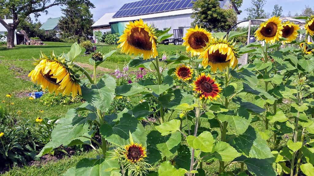 Bonville Garden | 17353 McPhail Rd, St Andrews West, ON K0C 2A0, Canada | Phone: (514) 944-7875