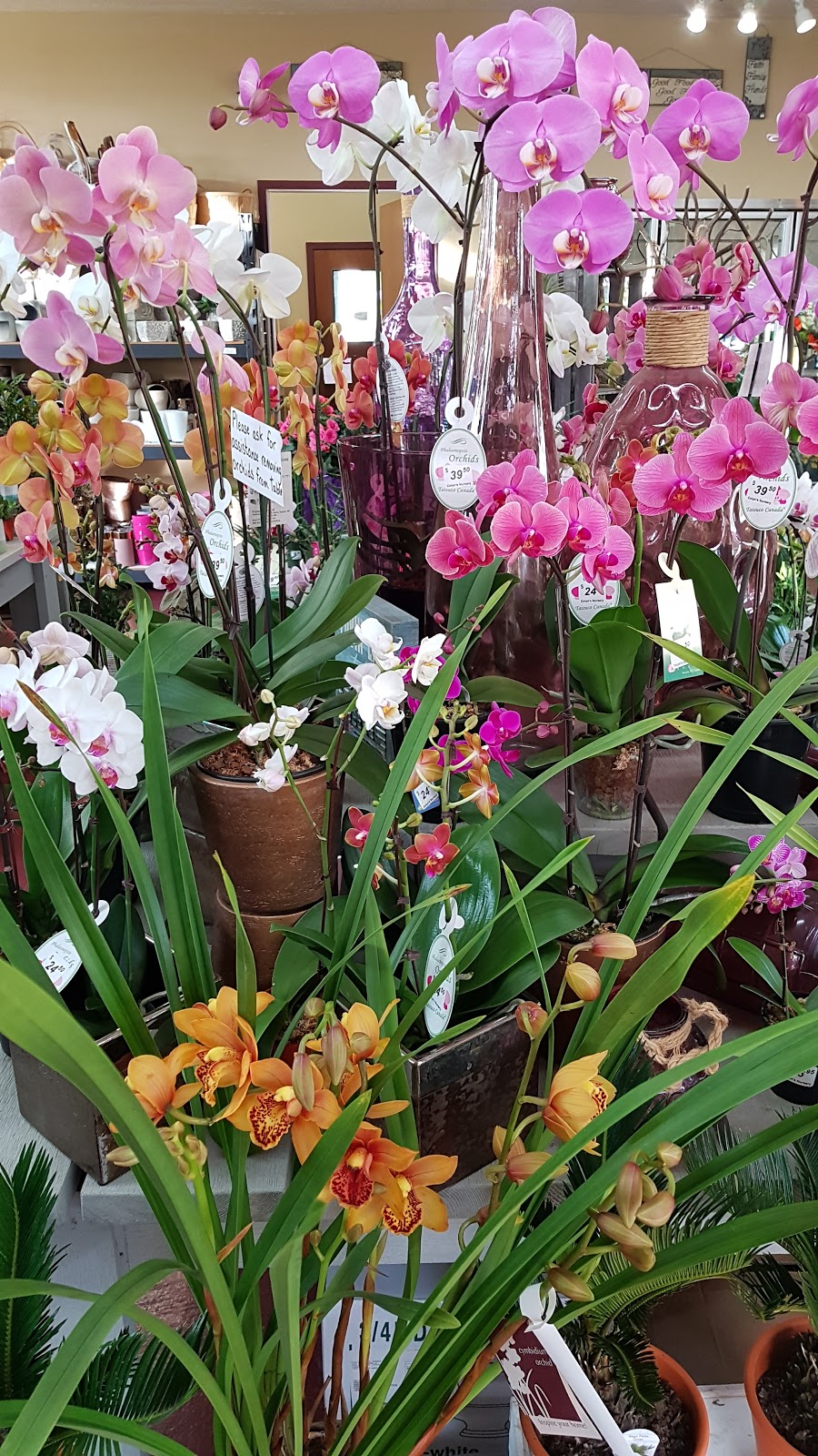 Colyns Nursery & Garden Centre | 4860 Beaver Creek Rd, Port Alberni, BC V9Y 7C9, Canada | Phone: (250) 724-2551