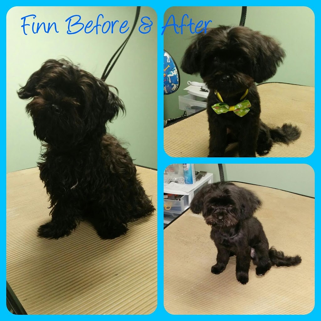 Sit, Stay, Style Dog Grooming | box 2025, Fort QuAppelle, SK S0G 1S0, Canada | Phone: (306) 745-8602