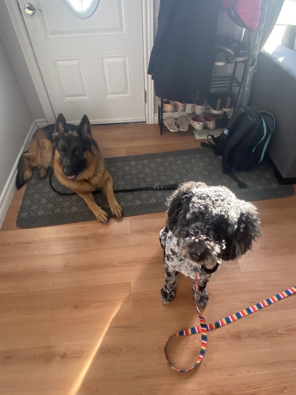 Niagara Dog Training | 32 Lakeshore Rd, St. Catharines, ON L2N 2S9, Canada | Phone: (289) 401-8884