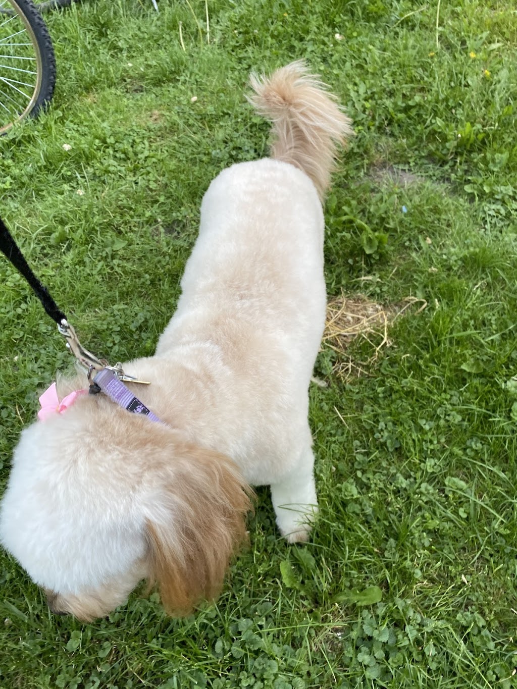 Classy K9s Dog Spaw | 63 Rich Ave, Cambridge, ON N1R 2A4, Canada | Phone: (226) 505-0912