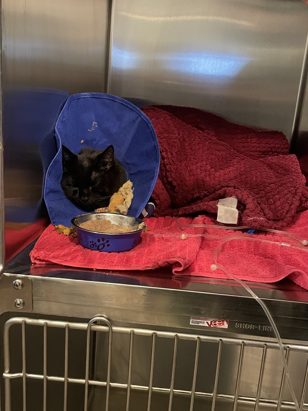 Sana Adelaide Animal Hospital | 500 Adelaide St N, London, ON N6B 3J2, Canada | Phone: (226) 636-0646