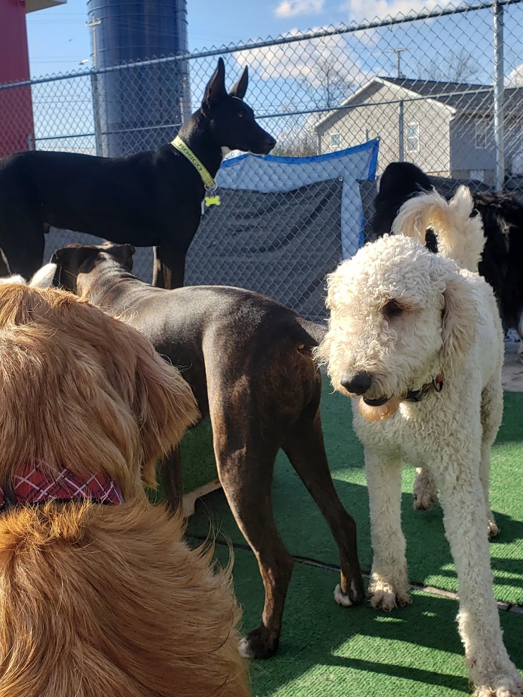 Paw-some Adventures Inc | 36 Venture Crescent, Elmsdale, NS B2S 0B2, Canada | Phone: (902) 259-2990