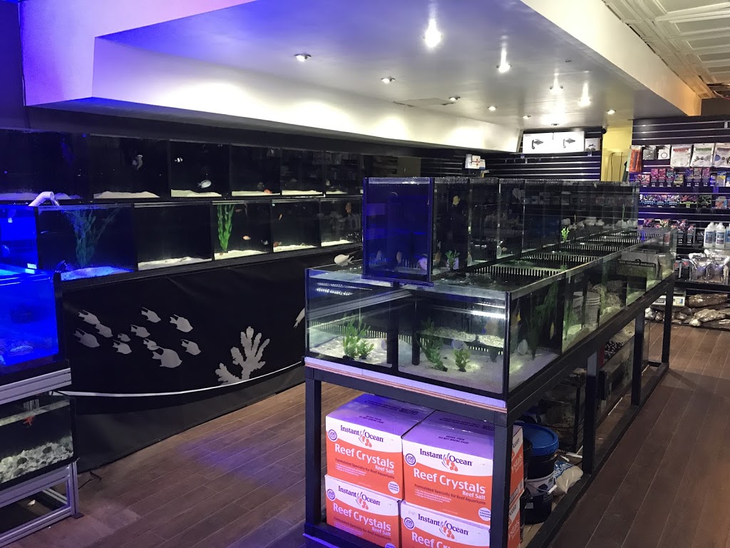 CMA Aquatics Coral | 876 Weston Rd, York, ON M6N 3R6, Canada | Phone: (416) 901-9777