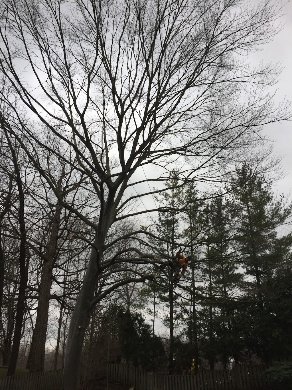 Limbwalker Tree Services | 1188 Sorrel Rd, London, ON N5V 2N3, Canada | Phone: (519) 854-6150