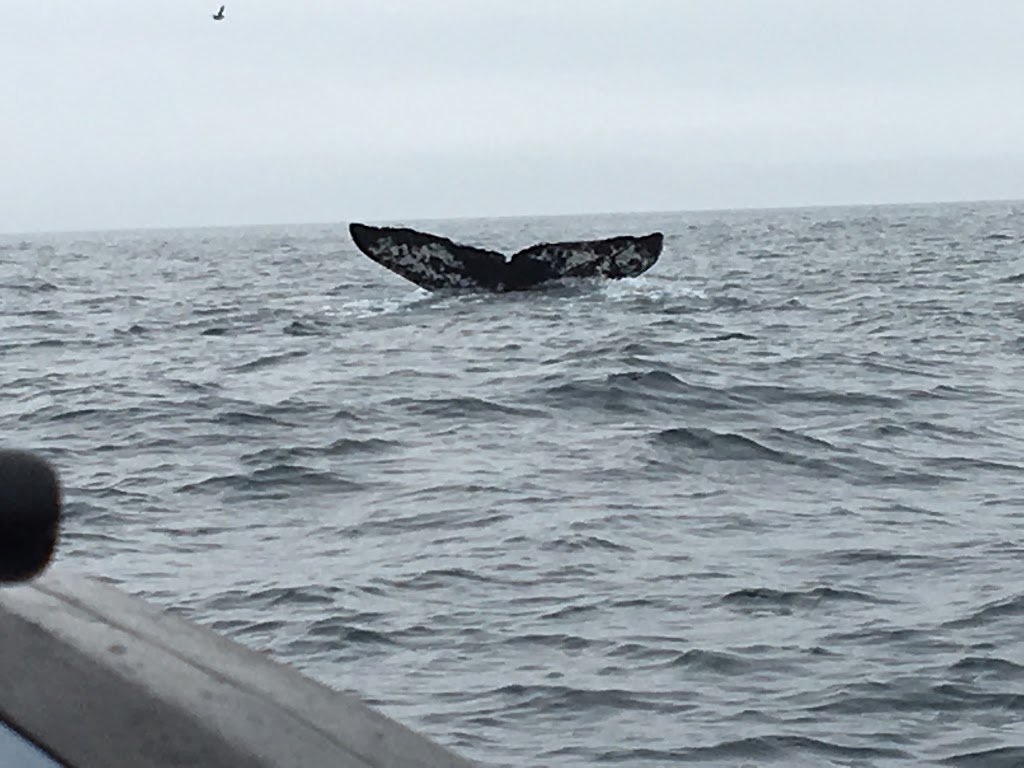 Ecotours Zodiac Adventures | Lower Loop Rd, Witless Bay, NL A0A 4K0, Canada | Phone: (709) 330-8687