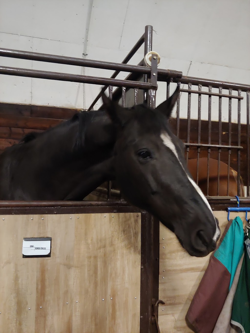 Dressage studio inc | Leduc County, AB T0C 0V0, Canada | Phone: (780) 242-7192