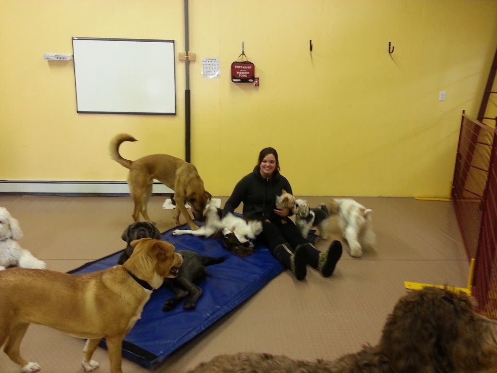Wag Canine Recreation Centre | 10 Lawrence St, Amherst, NS B4H 3G5, Canada | Phone: (902) 660-9244