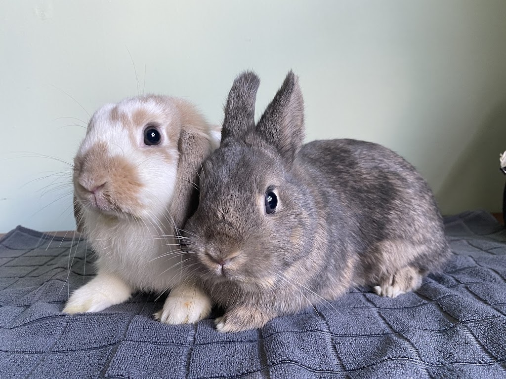 Funny Bunny Services | 10 Tansley Ave, Toronto, ON M1J 1P3, Canada | Phone: (647) 524-4535