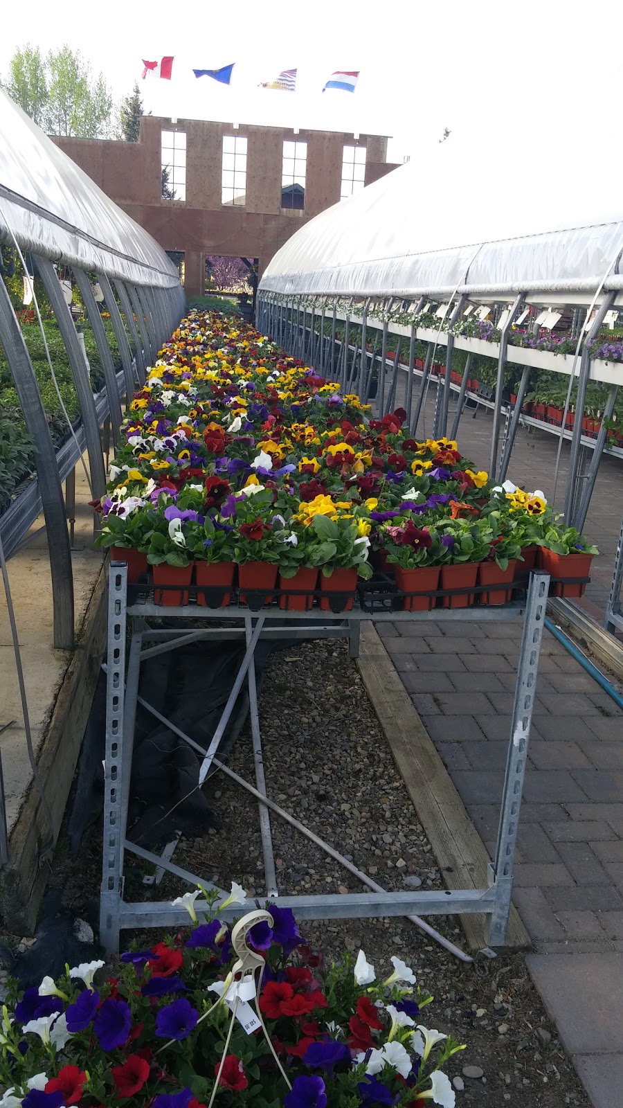 Hilltop Greenhouses | AB-23, Monarch, AB T0L 1M0, Canada | Phone: (403) 553-3175