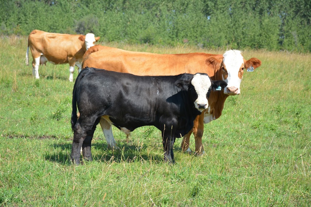 Letts Farm | 60231- Rge Rd, 11, Westlock, AB T7P 2N9, Canada | Phone: (780) 307-6211