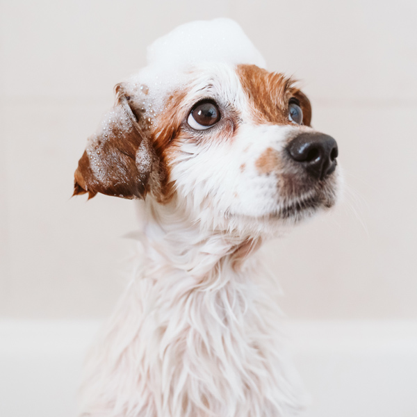 Popn Paws Doggy Spa | 1628 Agassiz-Rosedale Hwy, Agassiz, BC V0M 1A3, Canada | Phone: (672) 975-6456