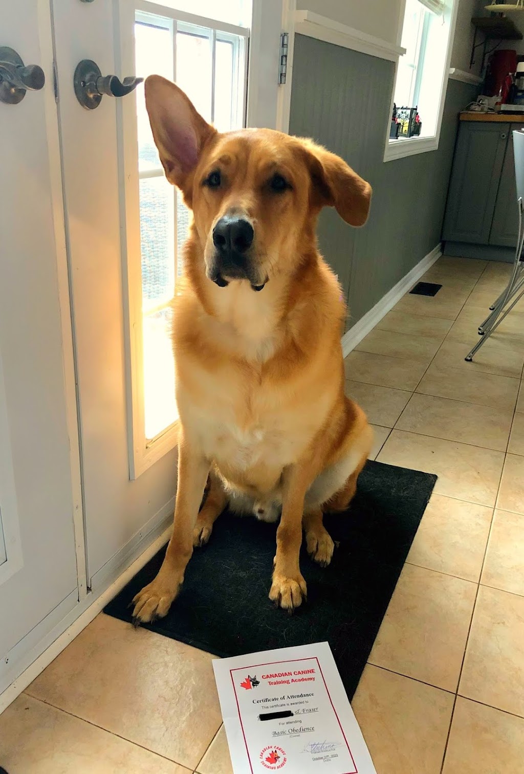 Canadian Canine Training Academy | 108-190 Menten Pl, Nepean, ON K2H 9G3, Canada | Phone: (613) 276-3647