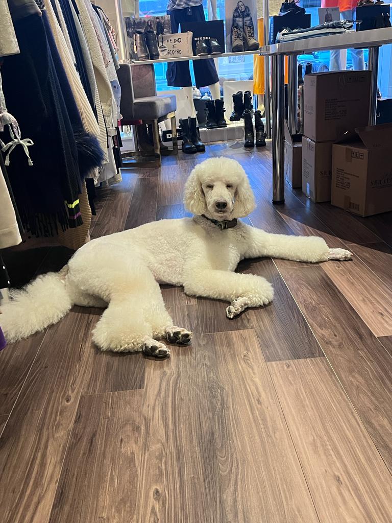 On Dog Dog Pet Grooming | 555 Rossland Rd E, Oshawa, ON L1K 1K8, Canada | Phone: (905) 576-8918