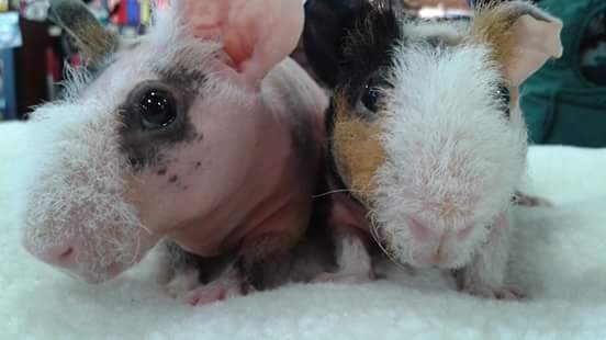 Pet Valu | 1414 King St E, Courtice, ON L1E 3B4, Canada | Phone: (905) 433-1822