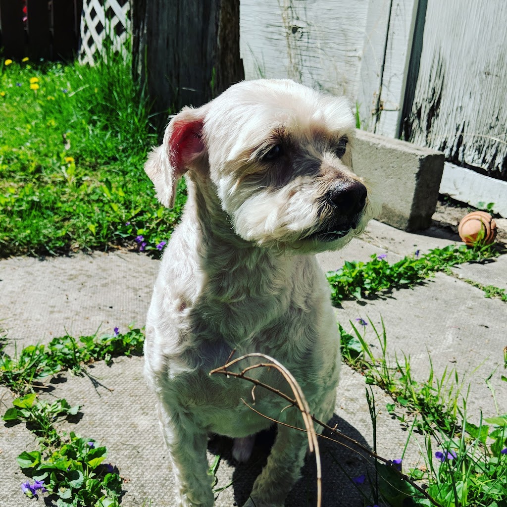 Vanity Flair Pet Spa | 1456 unit A,B Mosley Street, Wasaga Beach, ON L9Z 2B9, Canada | Phone: (705) 429-4242