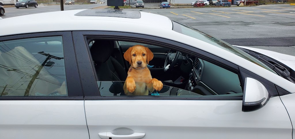 Spryfield Animal Hospital | 320 Herring Cove Rd, Halifax, NS B3R 1V4, Canada | Phone: (902) 477-4040