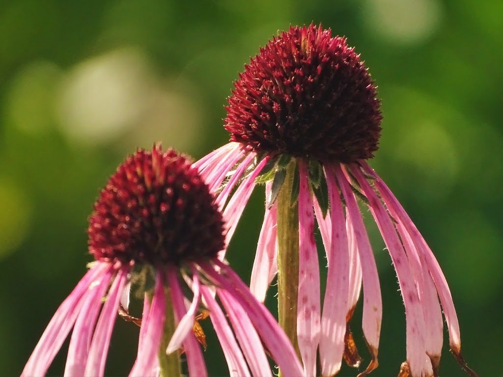Eco Fleurs 2006 Inc | 1516 Rue du Pont, Saint-Lambert-de-Lauzon, QC G0S 2W0, Canada | Phone: (418) 417-0678