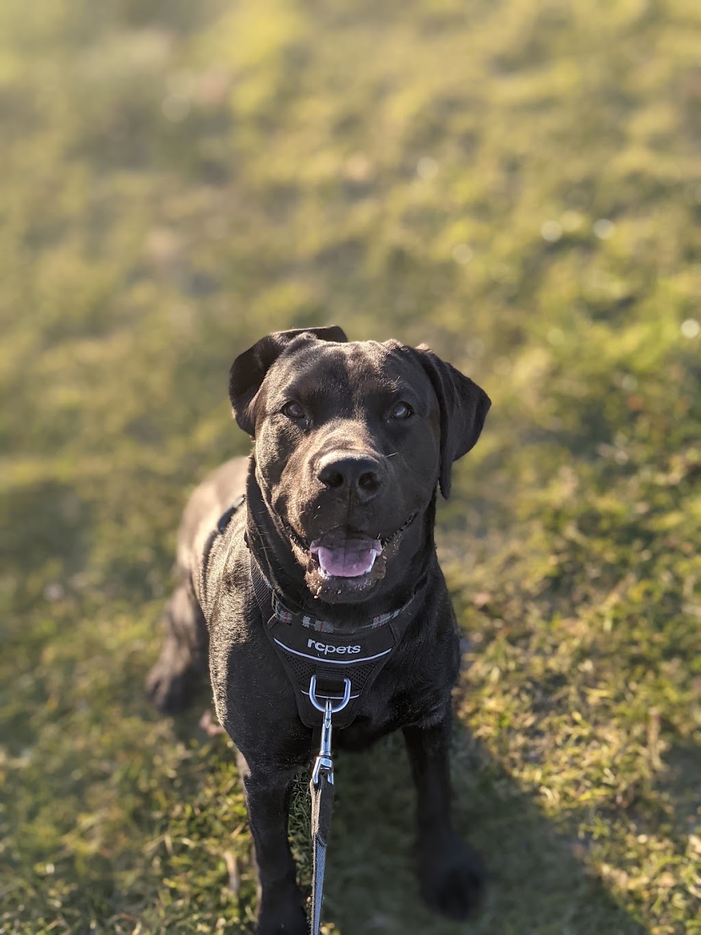 Ranch Docs Veterinary Services Inc. | 82038, Range Rd 210, Lethbridge County, AB T1K 8H2, Canada | Phone: (403) 327-4658