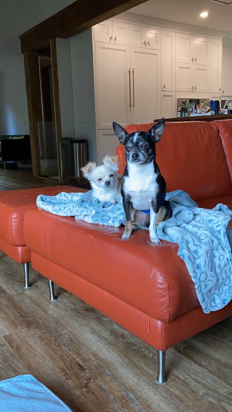 Dogs Life Sanctuary | 6233 14 Line, Alliston, ON L9R 1V4, Canada | Phone: (905) 334-2469