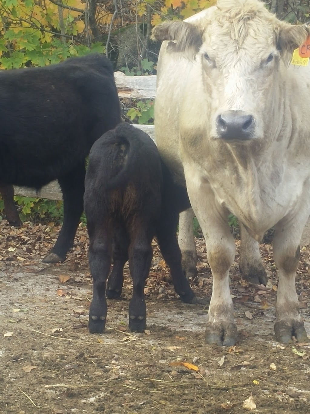 EIEIO Farm | 503 Cornwall Rd, Mahone Bay, NS B0J 2E0, Canada | Phone: (902) 624-9636