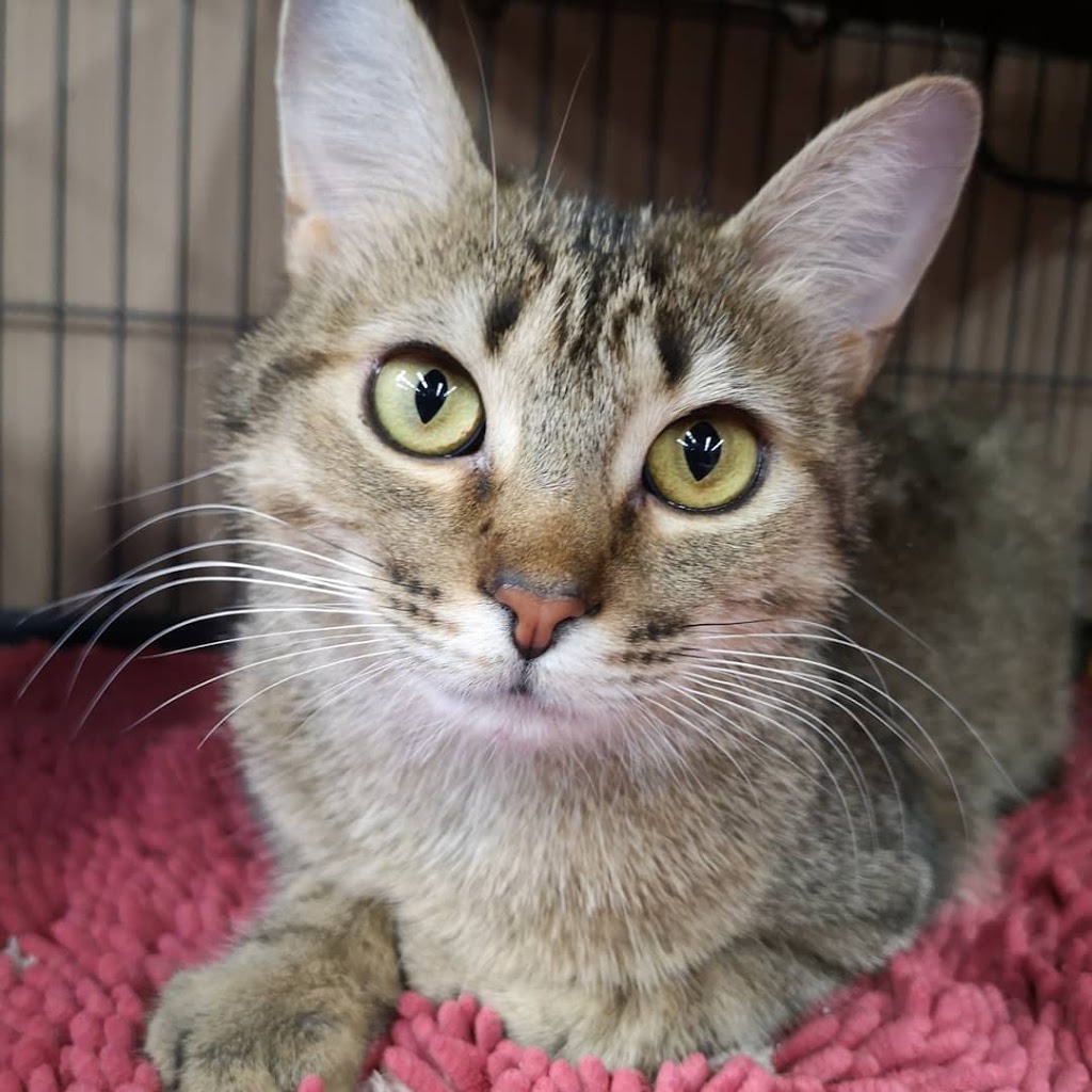 Pet Valu | 430 Ottawa St, Almonte, ON K0A 1A0, Canada | Phone: (613) 256-0291
