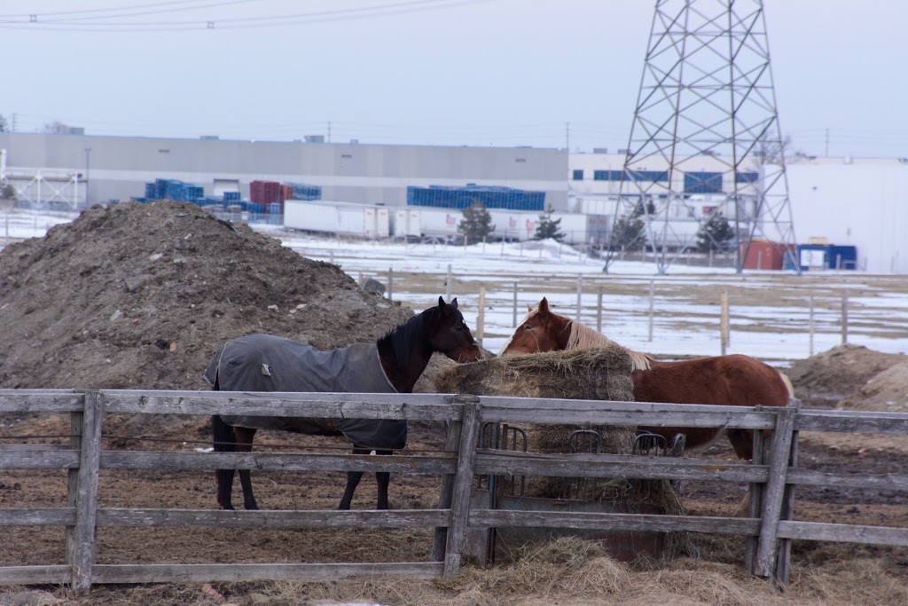 Equine Emporium The | 2800 Meadowpine Blvd, Mississauga, ON L5N 7E6, Canada | Phone: (905) 821-2159