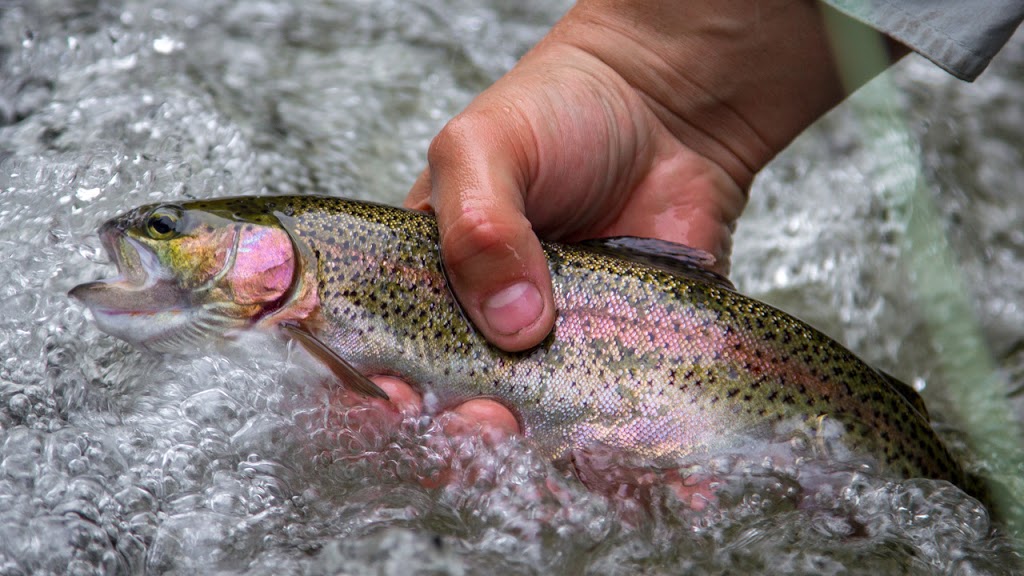 Quimby Country | 1127 Forest Lake Rd, Norton, VT 05907, USA | Phone: (802) 822-5533