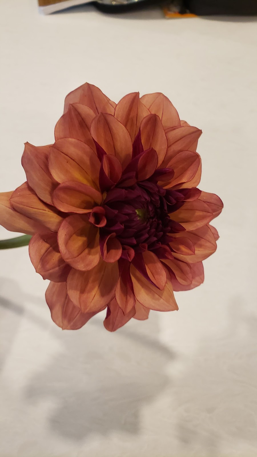 Dragonfly Blossoms | 549 County Rd 42, Havelock, ON K0L 1Z0, Canada | Phone: (705) 933-4334
