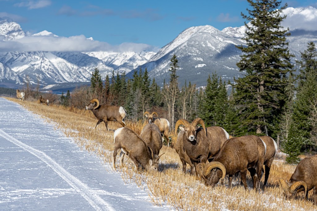 Alex Bates Photography | 5336 60 St, Rocky Mountain House, AB T9E 0S5, Canada | Phone: (306) 261-6135