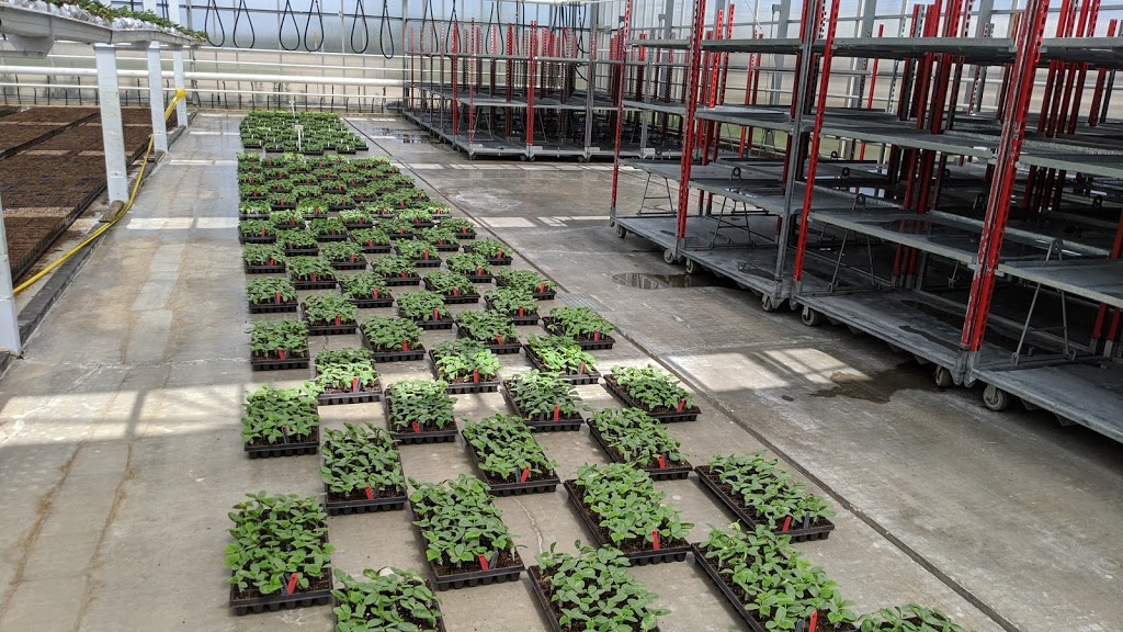 Roelands Plant Farms Inc | 5894 Douglas Line, Lambton Shores, ON N0N 1J5, Canada | Phone: (519) 786-6001