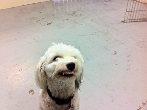 Canine Designs Pet Grooming | 225 Elgin St N, Cambridge, ON N1R 7H9, Canada | Phone: (519) 624-7297