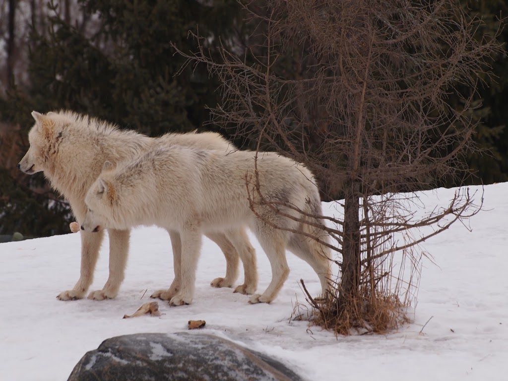 Arctic Wolf Exhibit | 2000 Meadowvale Rd, Scarborough, ON M1B 5K7, Canada | Phone: (416) 392-5929