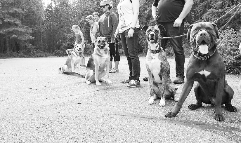 Passionate Paws | 18 Blackstone Ave, Lacombe, AB T4L 1P8, Canada | Phone: (403) 741-4153