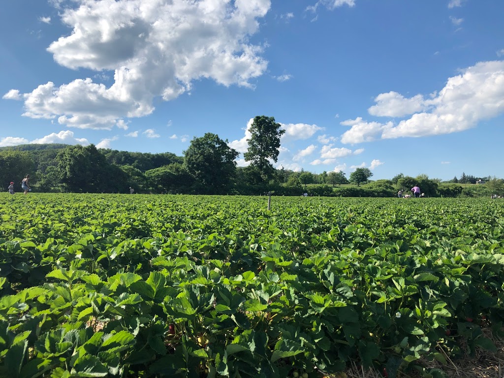 Uncle Scotts Farm | 6583 Walkers Line, Burlington, ON L7M 0R2, Canada | Phone: (905) 319-3298