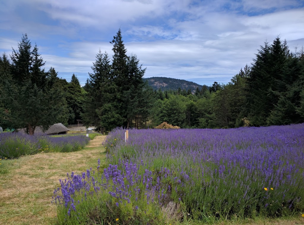 Sacred Mountain Lavender | 401 Musgrave Rd, Salt Spring Island, BC V8K 1V5, Canada | Phone: (250) 653-2315