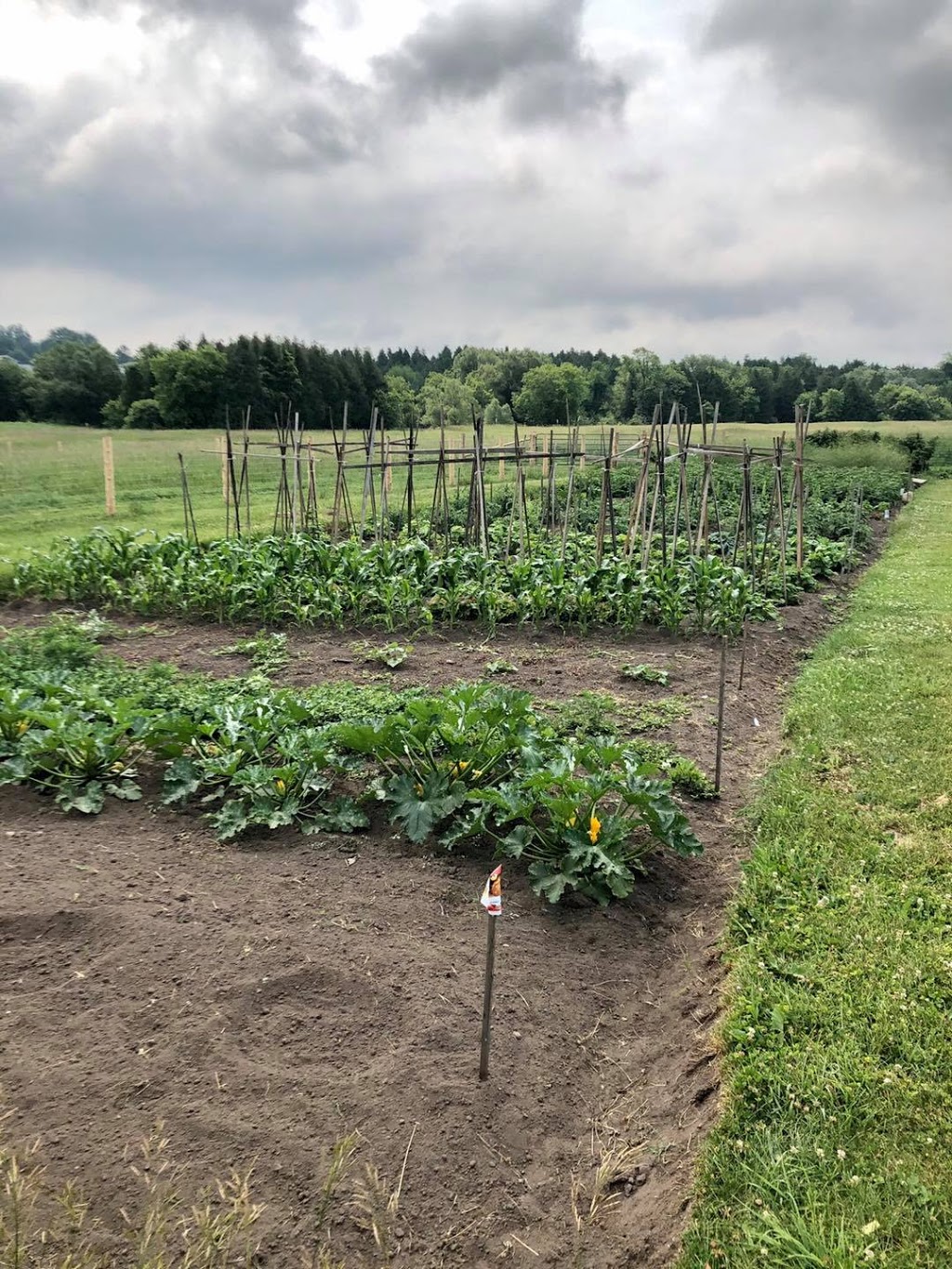 Kavanaugh Farms | 4533 Old Scugog Rd, Bowmanville, ON L1C 6T4, Canada | Phone: (289) 356-1029
