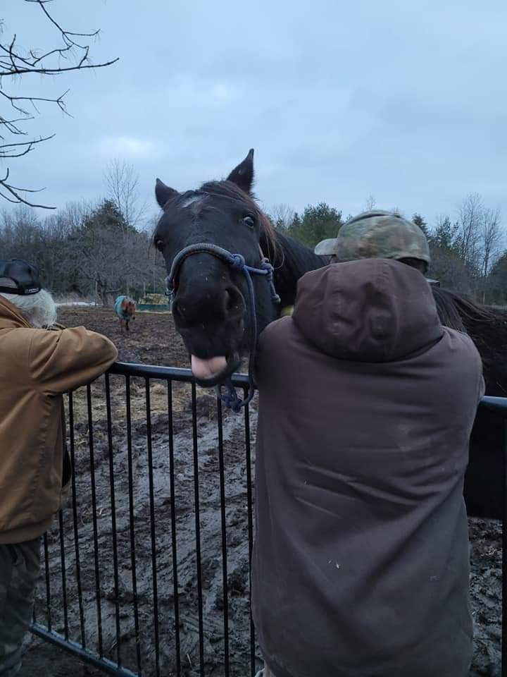STARDUST ACRES A FLAHERTY FARM | 205 Pickerel Point Rd RR6, Lindsay, ON K9V 4R6, Canada | Phone: (705) 344-5580