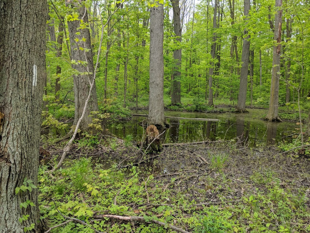 Walker Woods | New Hamburg, ON N3A 0A3, Canada