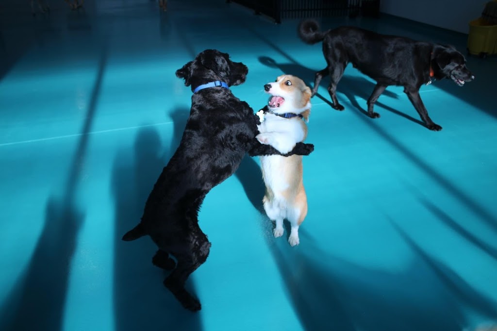 Happy Tails Pet Resort & Spa | 141 Samborski Dr, Oak Bluff, MB R4G 0B3, Canada | Phone: (204) 219-4070