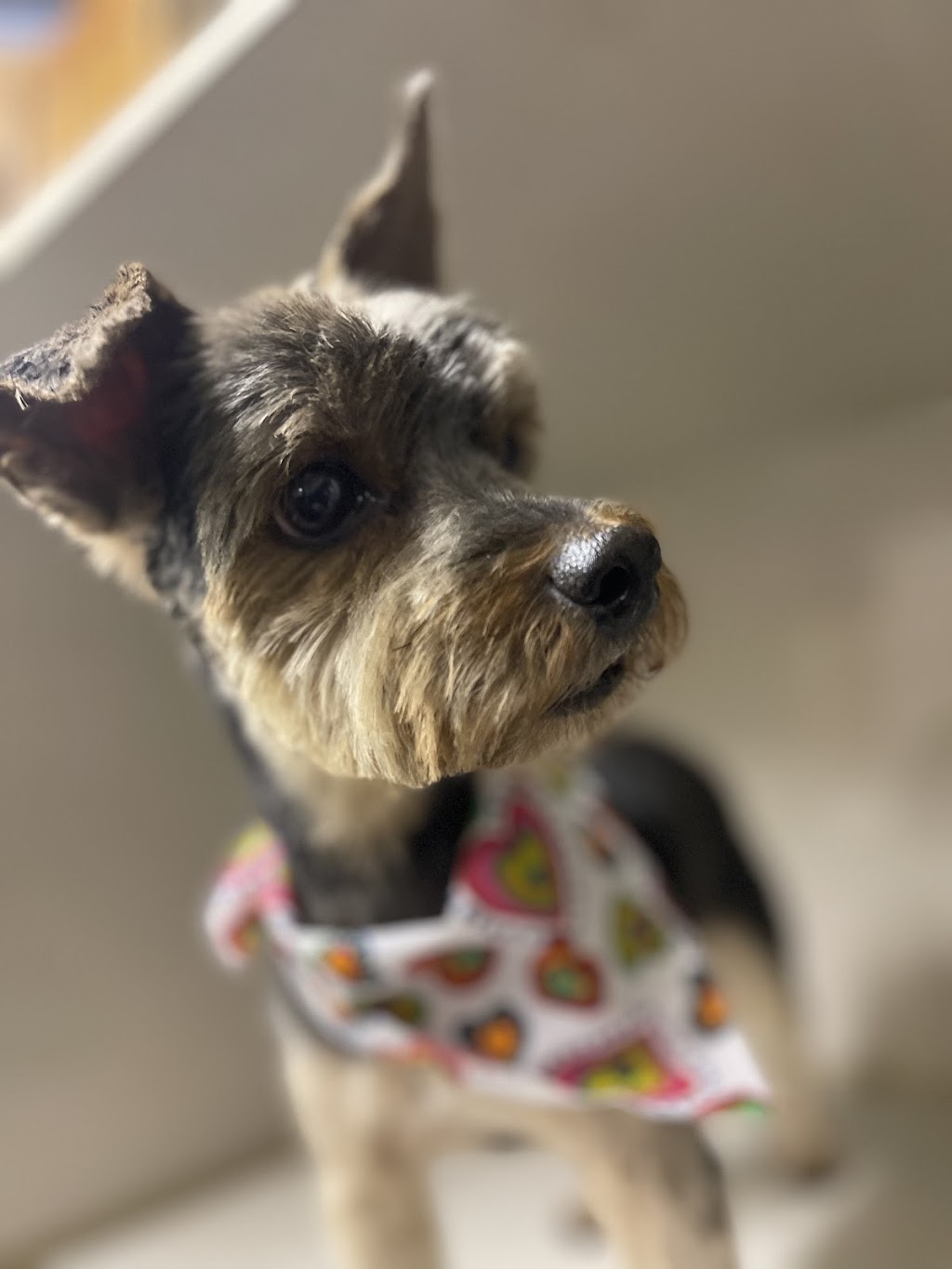 Glamour Pawz | Don Ross Dr, Township Of Essa, ON L0M 1B4, Canada | Phone: (705) 229-6649