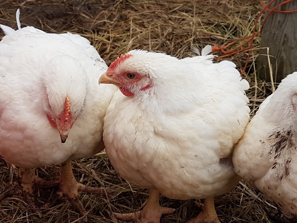 Rochester Hatchery | 9420 109 St, Westlock, AB T7P 2R4, Canada | Phone: (780) 307-3622