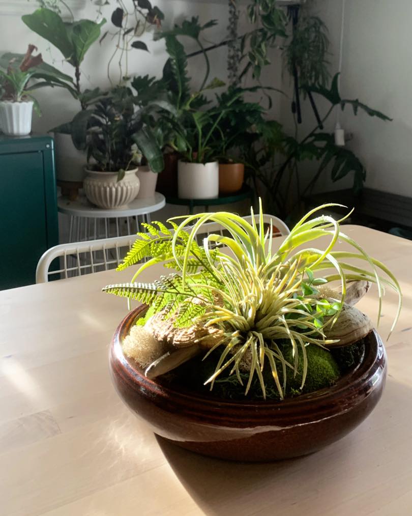 Hoya Botanica | Rue des Saules, Saint-Liboire, QC J0H 1R0, Canada | Phone: (450) 230-3718
