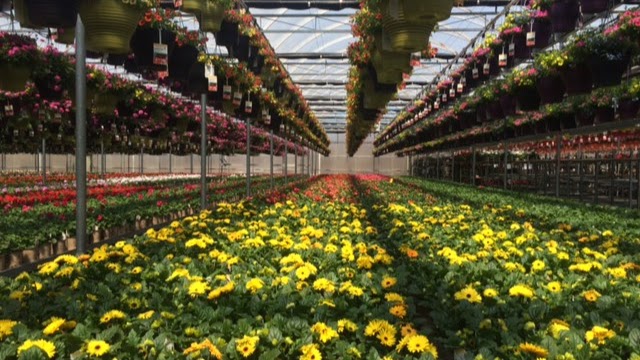 Paul Boers Ltd | 3500 S Service Rd, Vineland Station, ON L0R 2E0, Canada | Phone: (905) 562-4411