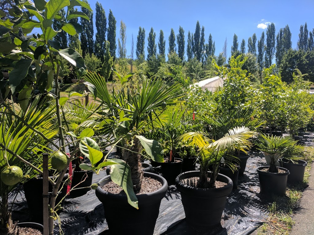California Classics: Exotic Plant Company | 3683 Berard Rd, Kelowna, BC V1W 4A9, Canada | Phone: (250) 801-6916